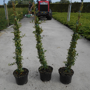 Pyracantha 'Orange Glow' Hedging Plant (Firethorn)